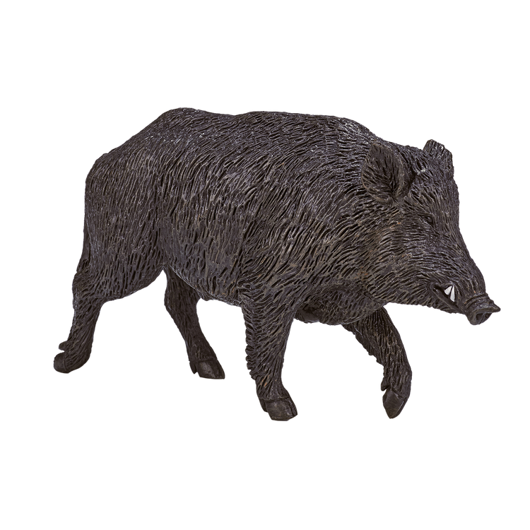 Wild Boar Male