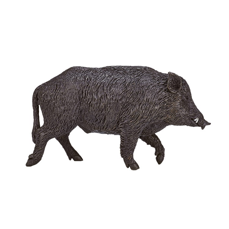 Wild Boar Male