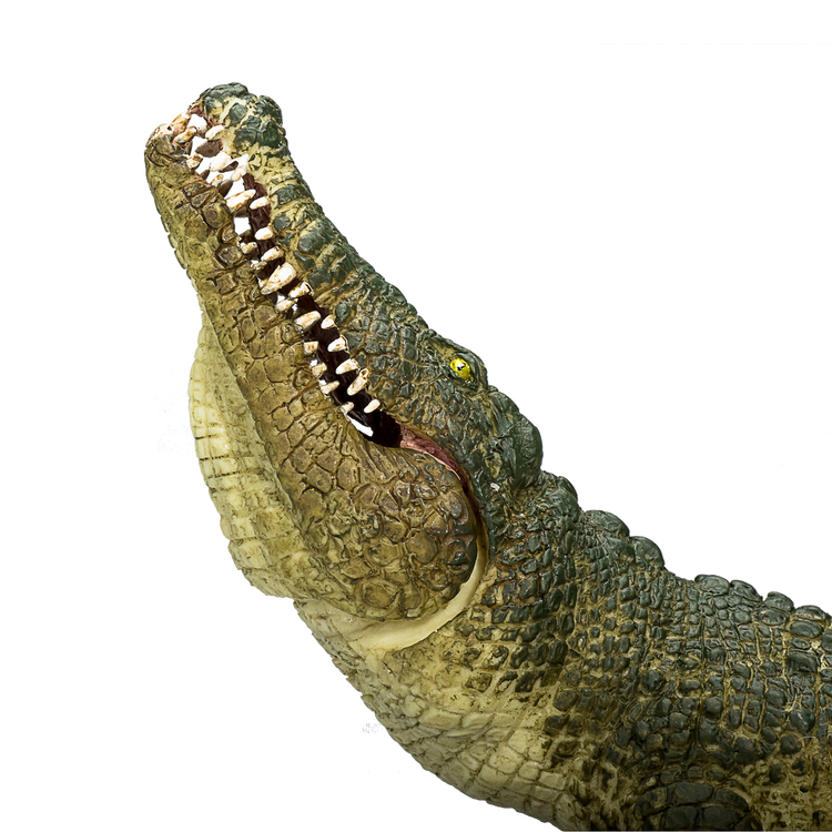 Crocodile with Articulated Jaw