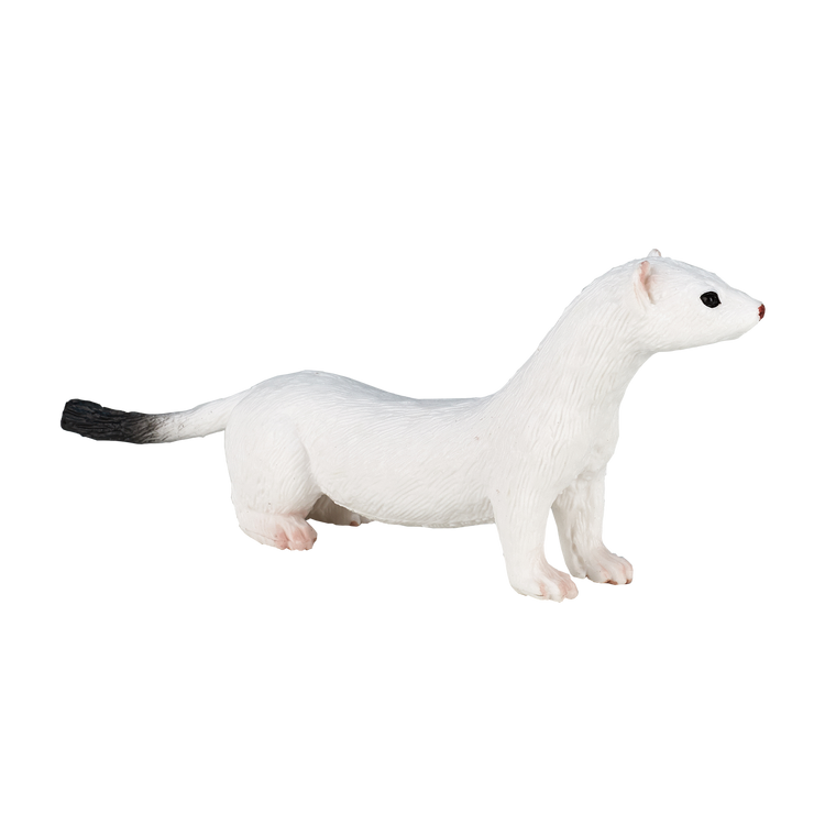 Ermine