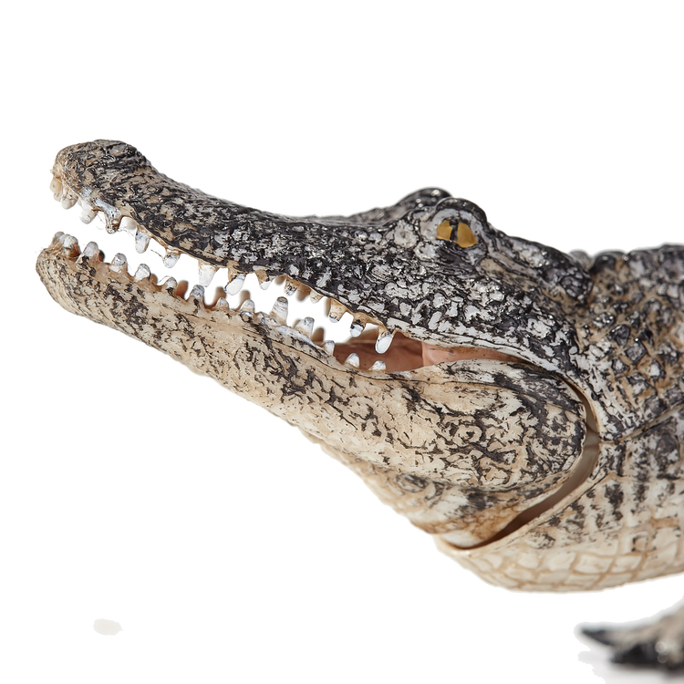 Alligator