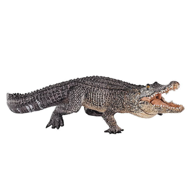 Alligator