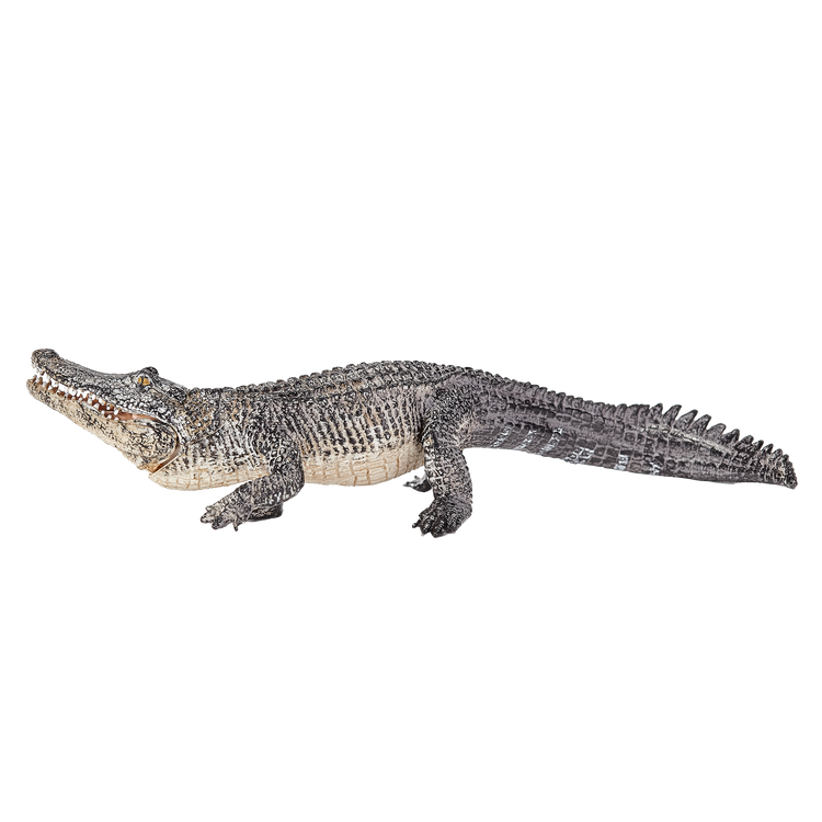 Alligator