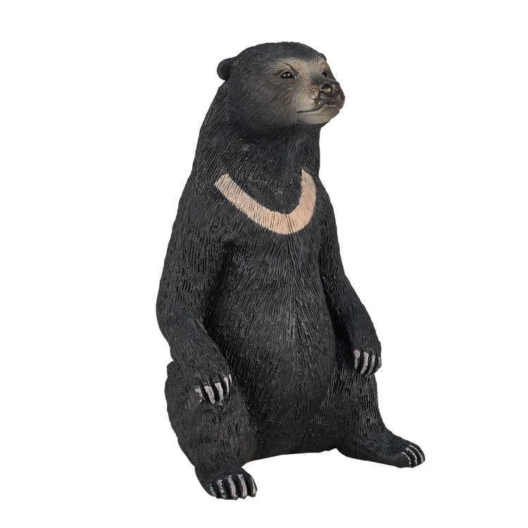 Sun Bear