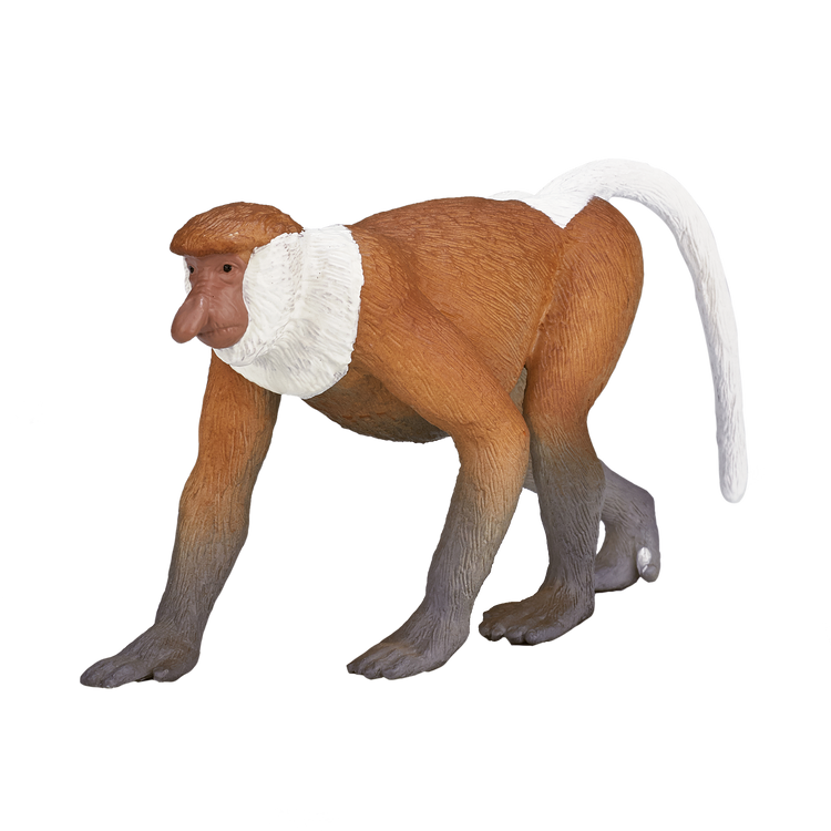 Proboscis Monkey