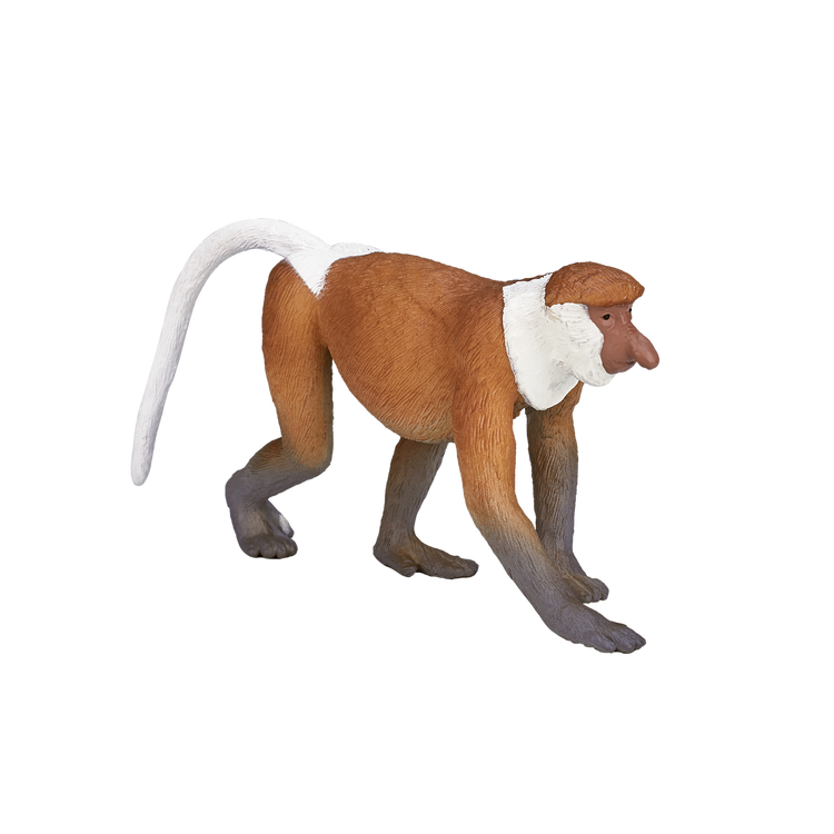 Proboscis Monkey