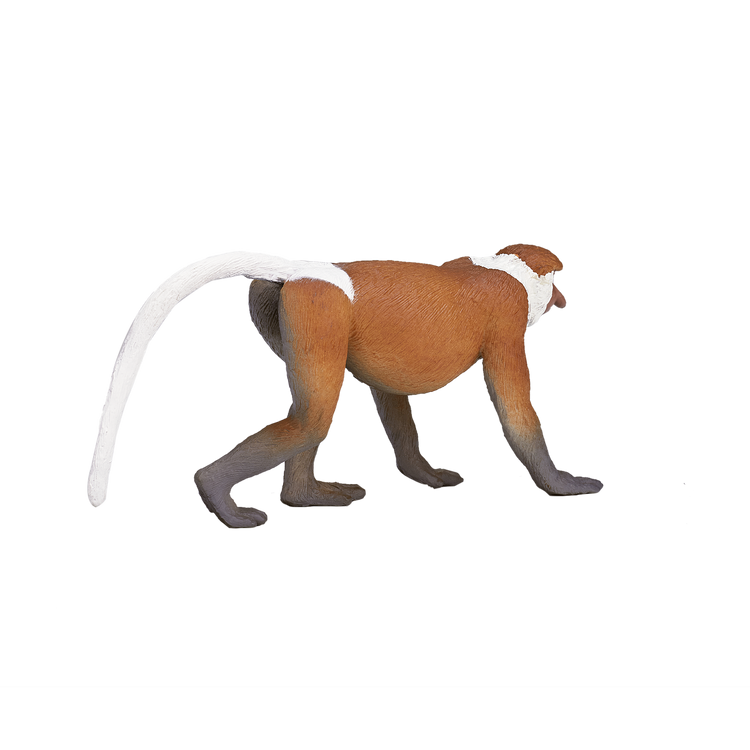 Proboscis Monkey