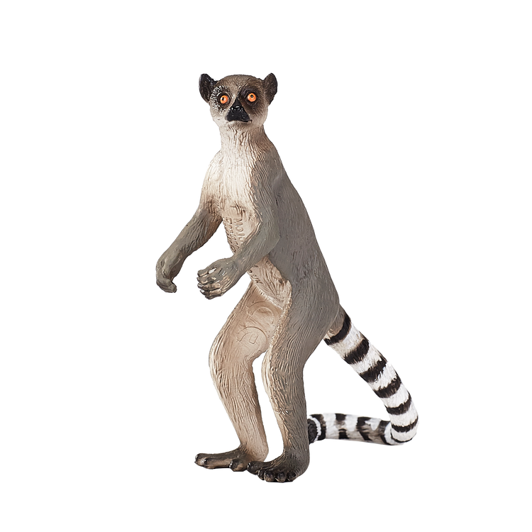 Ringtail Lemur