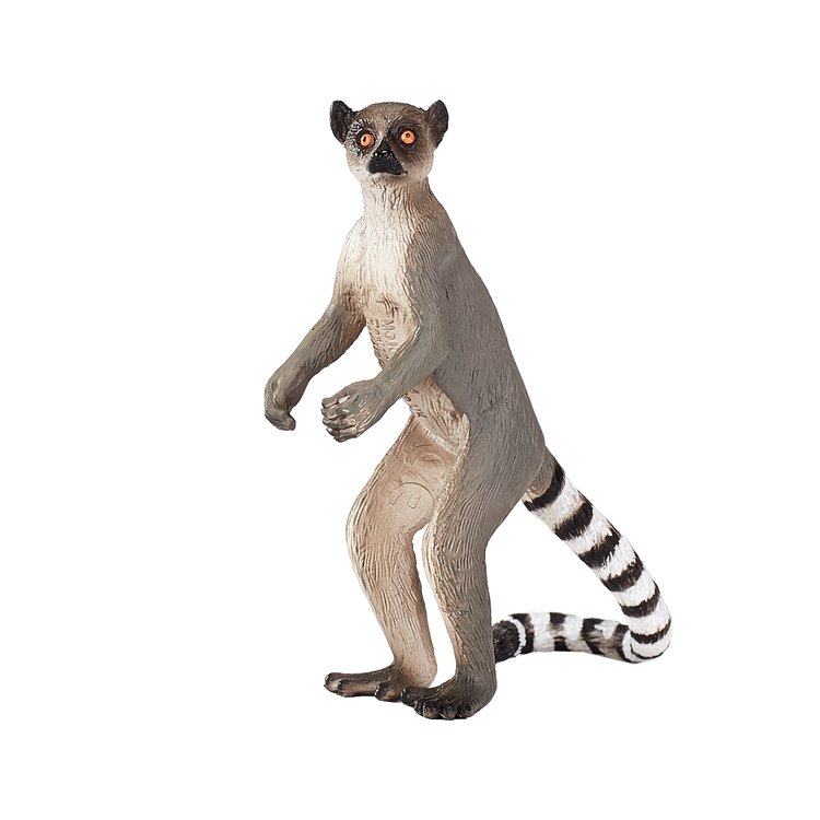 Ringtail Lemur