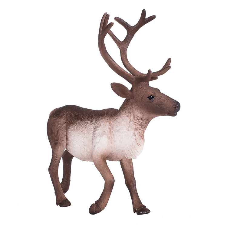 Reindeer