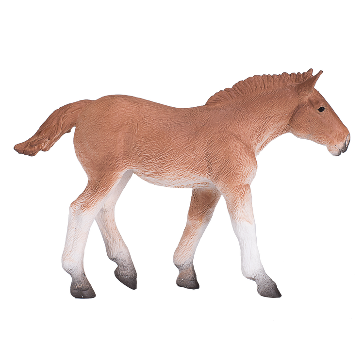 Suffolk Punch Foal