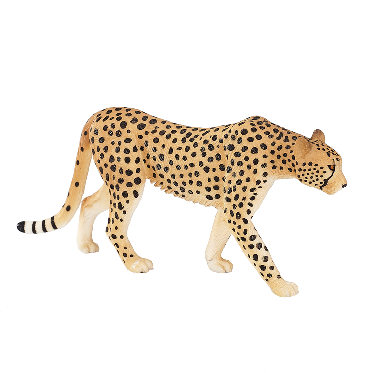 Male Cheetah