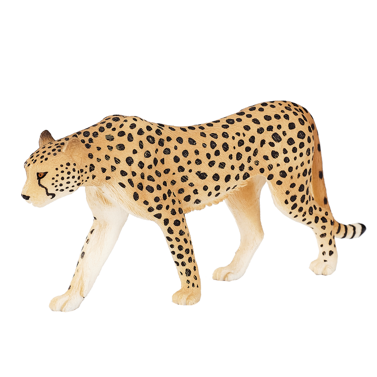 Male Cheetah