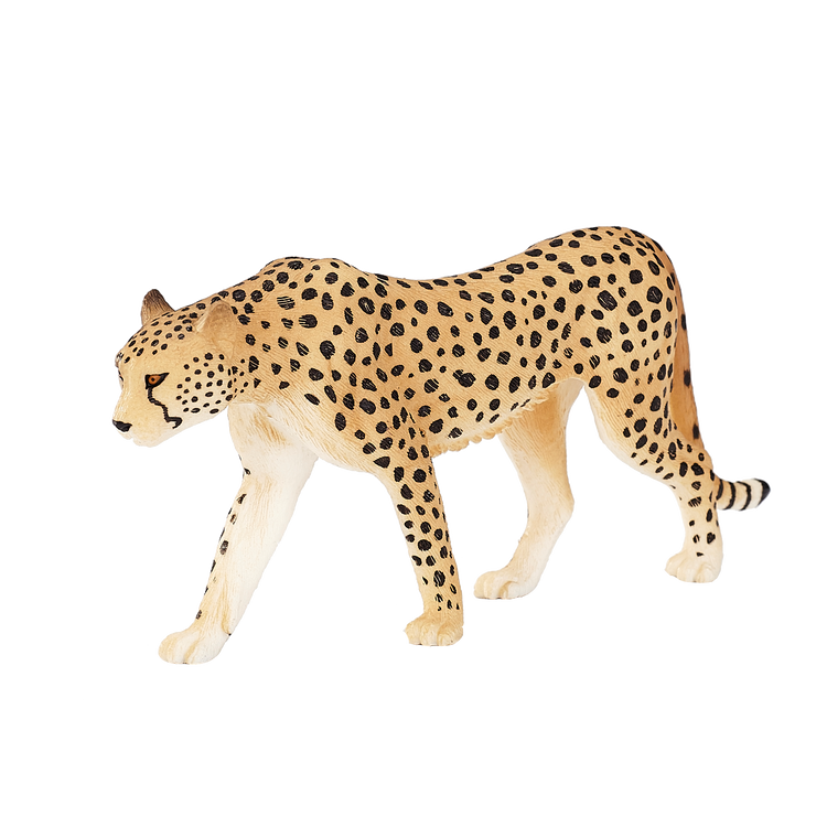 Male Cheetah