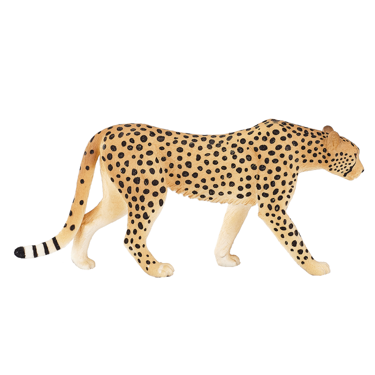 Male Cheetah