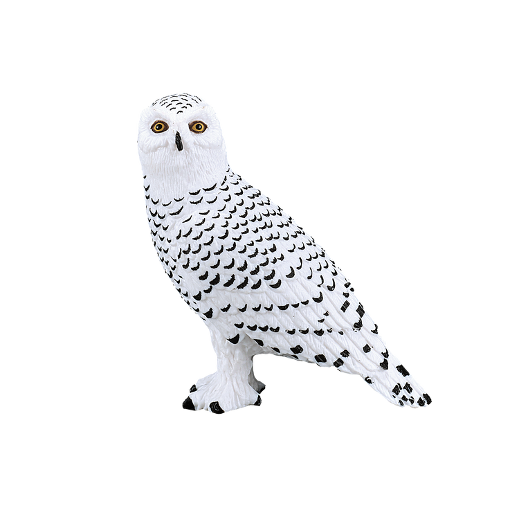 Snowy Owl