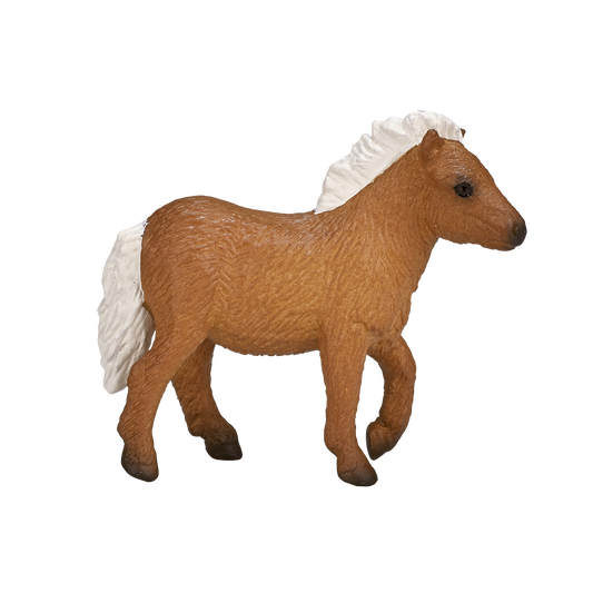 Shetland Foal