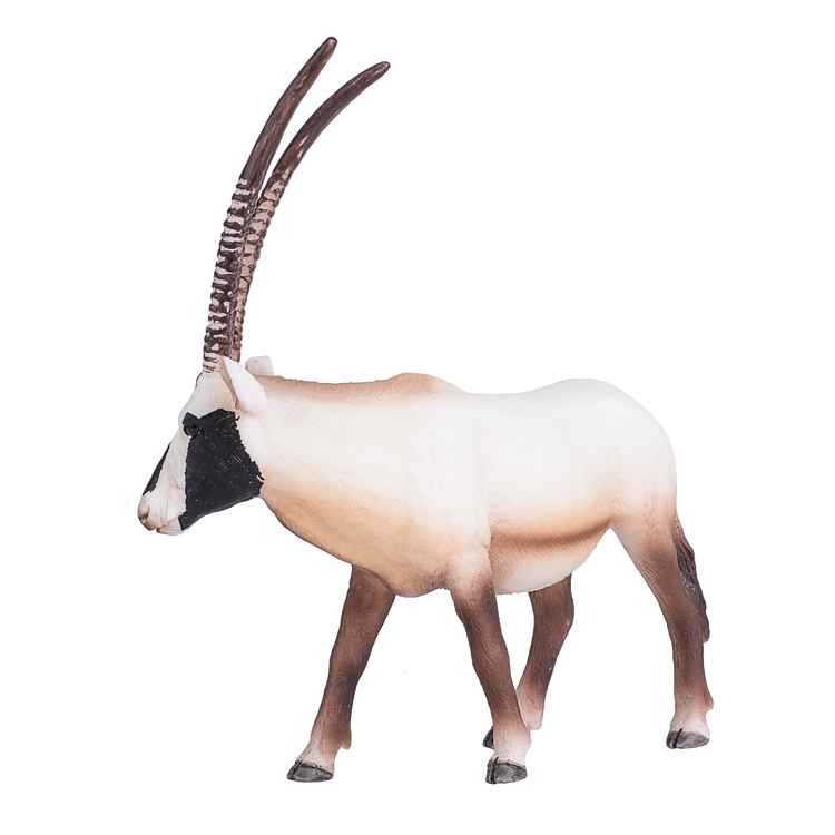 Arabian Oryx