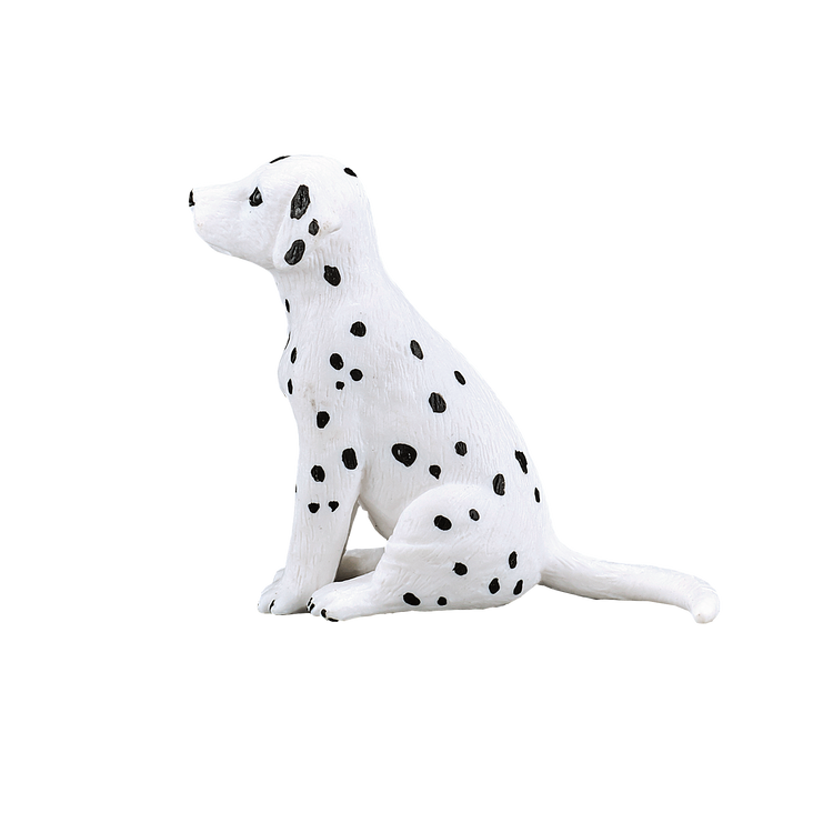 Dalmatian Puppy