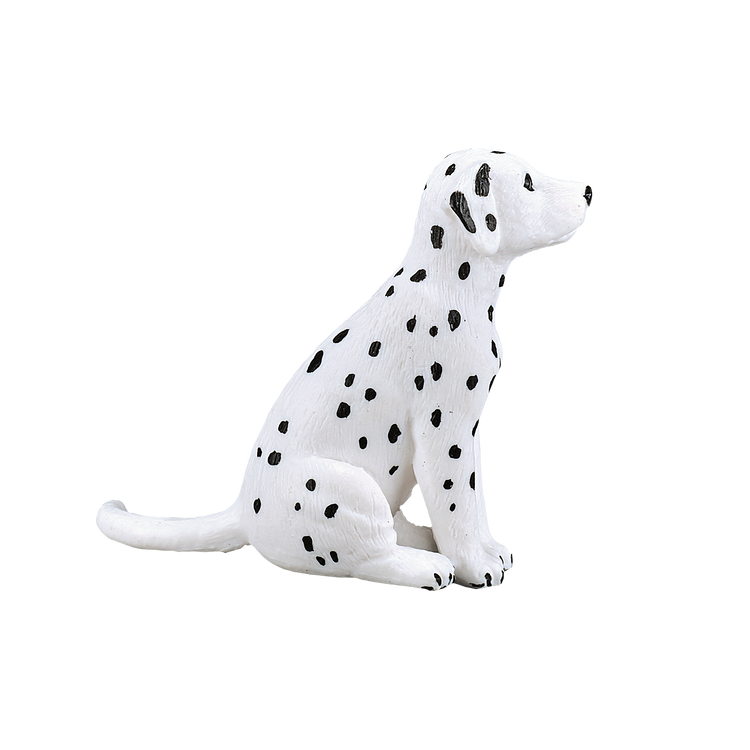 Dalmatian Puppy