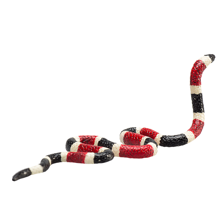 Coral Snake