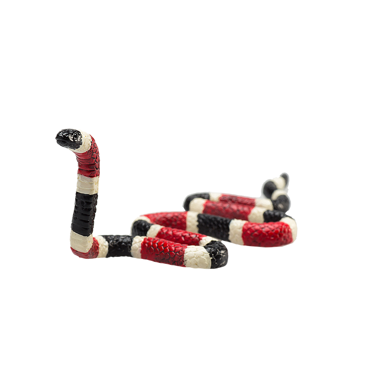 Coral Snake