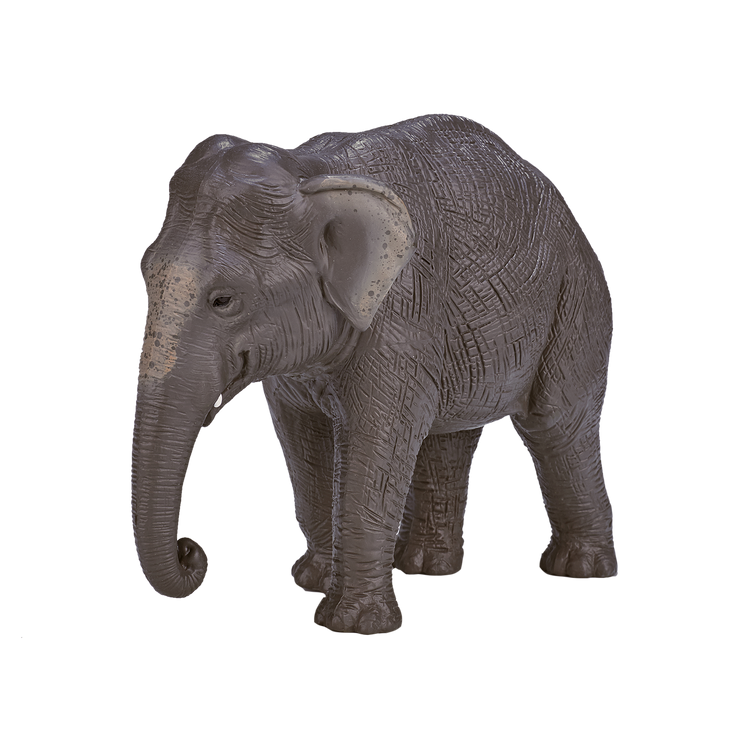 Asian Elephant