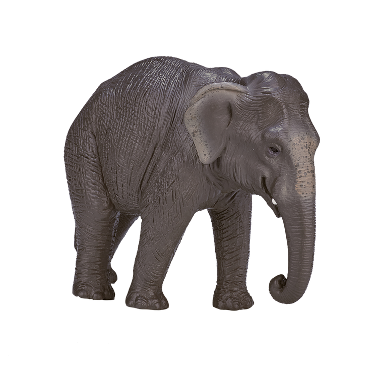 Asian Elephant