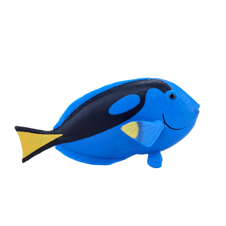 Blue Tang Fish