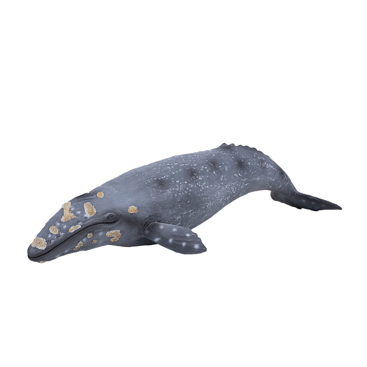 Gray Whale