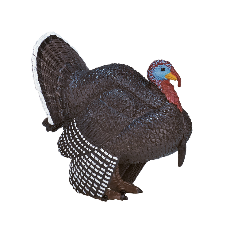 Male Turkey