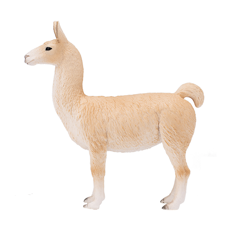 Llama