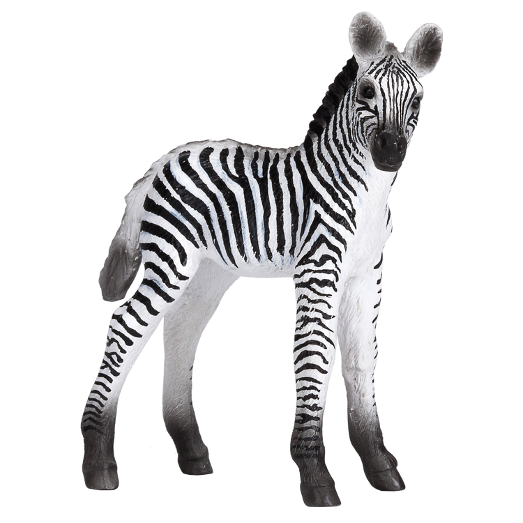 Zebra Foal