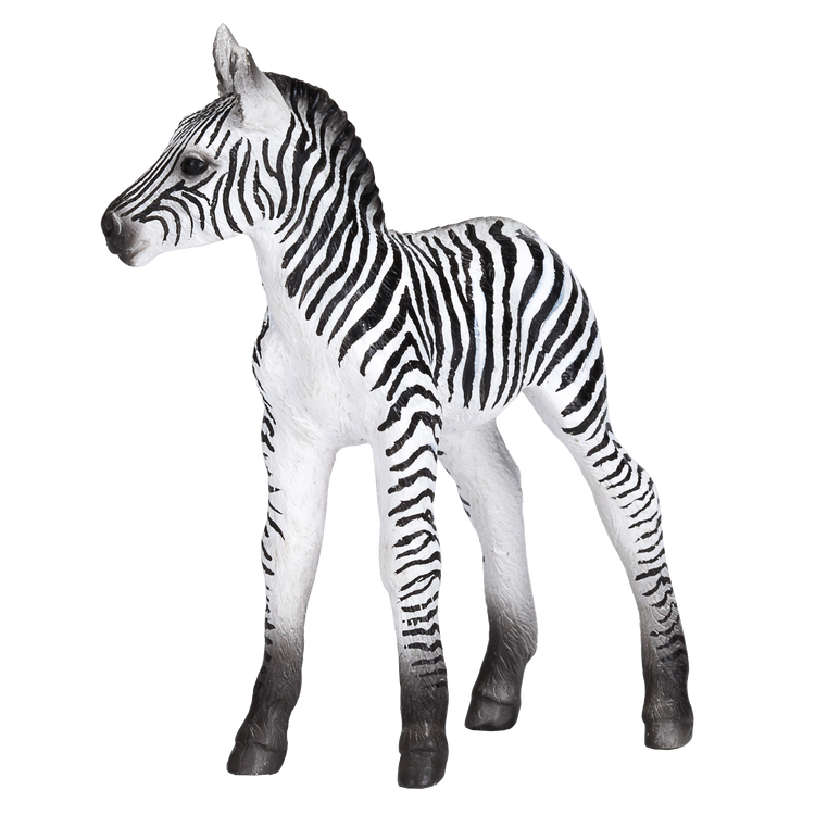 Zebra Foal