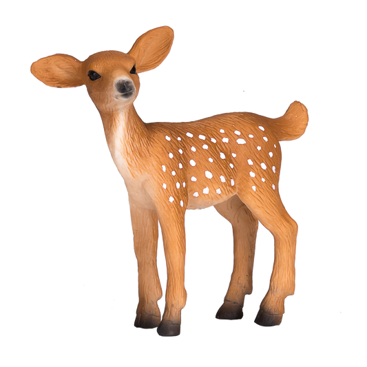 White Tailed Deer Fawn