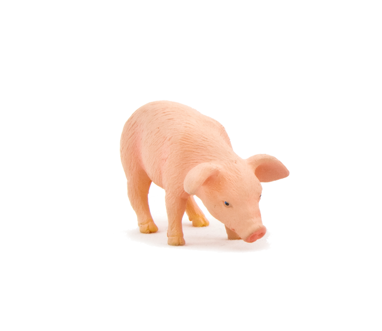 Piglet Feeding
