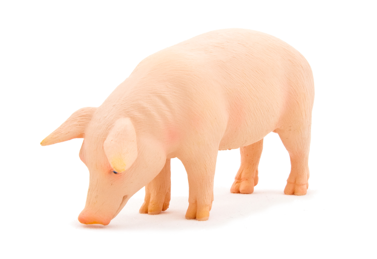 Pig (Boar)