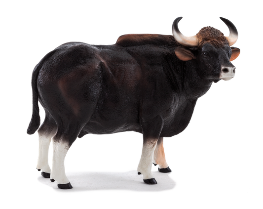 Gaur Bull