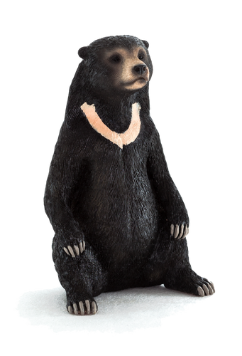 Sun Bear