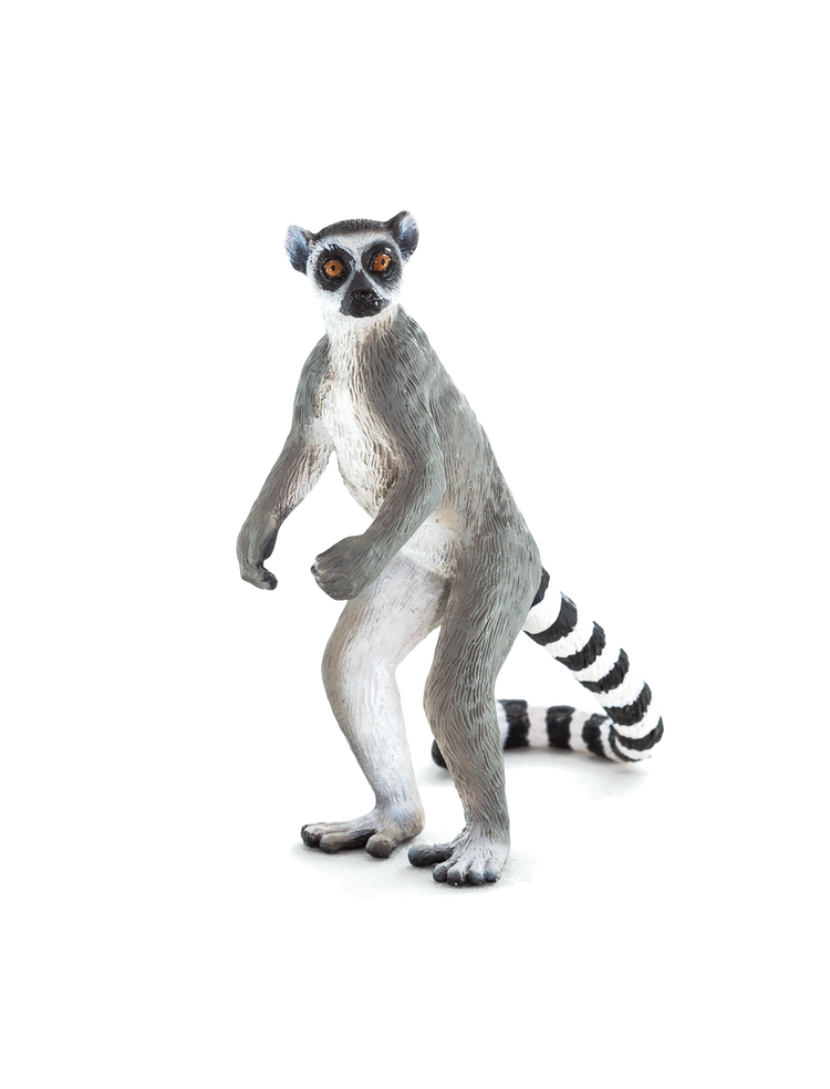 Lemur PNG Transparent Images Free Download | Vector Files | Pngtree