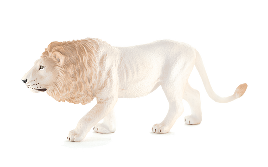 White Male Lion