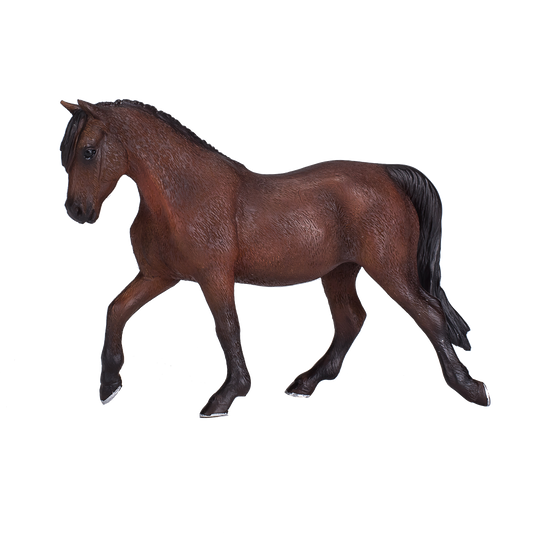 Morgan Stallion Bay