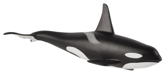 Orca Male